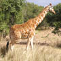 Offerta speciale: weekend con visita allo zoo